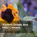 Violent Drops and Mild Climate