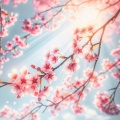 Sakura Radiance