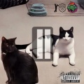 Don't Skip The Lion 2 (Explicit)