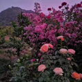 筱麦兜 - 绝处逢生的花