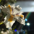 是周周吖 - 时光还在不停游荡