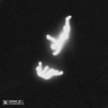 neji.mp3、Amaria - Drama
