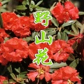 笑笑 - 野山花