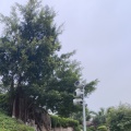 酒中不语真君子