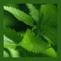 轻松时光乐团 - 慢享生活：茶香里的宁静