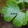 纯音乐盒 - 雨后清风