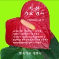 옴니버스 - 꽃바람