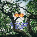 高鹰 - 老茶