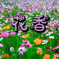 杜楚玺、杜楚妤、魏晞、翁玥涵、谢茗玥、许嘉怡、张妤兮、卓羽晨 - 花香