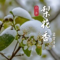 白一莎 - 梨花香 (霜雪千年)