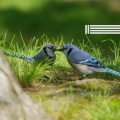 春天的鳥兒 - 鳥叫聲