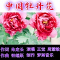 中国牡丹花