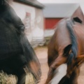 Yee-Haw (Explicit)