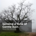 Nature Rain Relaxation、Rain Recorders、Rainfall - Rain Pouring on Land