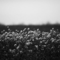 Confined To A Singular Form - Ceding Prelude