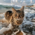 Mascotas soñolientas、Estados de ánimo y sonidos de agua、Beatriz Pichi Malen - Flujo Del Arroyo De Bigotes