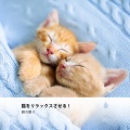 Henry Mindfulness、Yao Zen、Relaxing Music Philocalm、Spiritual Yoga、Internal Yoga、Yoga Music Yoga、Chakra Healing Music Academy、Binaural Healing、Healing Peace、Baby Lullaby Philocalm Academy、Baby Sleep、Baby Naptime、Tantric Sex Background Music Experts、Sexy Chillout Music Cafe、Erotic Music Zone、Relaxing  - 風と無限の湖