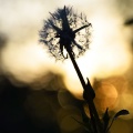 Adjective - graceful