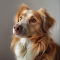 Peaceful Lofi Dogs Tracks for Comfort and Calm