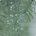 喵儿不要跑 - 助眠雷雨声：平静的雨 16