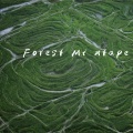 Forest Mi xtape (钢琴治愈纯音乐)