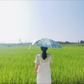 王火火、信仰飘扬 - 萱草花