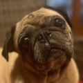 VETO - PUG