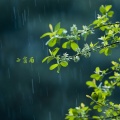 西窗雨 (静心曲)