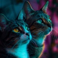 Simple Lo-Fi、Soiboi、lofi - Whiskers Settle in Warm Laps