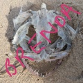Brenda - Cease and Desist