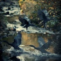 Well Ness、rainbirds、Cosy Music Deluxe - Calming Birdsong in Binaural Softness