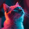 RelaxMyCat、Lofi Sleep、Type Beats - Serene Cat's Rest in Peaceful Beats