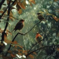 Natural Meditation Guru、Rain Sizzlers、Noise of Colors Radio 1 - Nature's Zen Rain with Birdsong Meditation