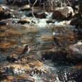 Wildlife Recordings、Mother Nature Soundscapes、Miami Chill Music Ensemble - Calming Creek and Forest Bird Meditation