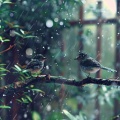Baby Sleep Dreams、Pure Binaural Beats Sleep、Baby Sleep Harmony Music - Serene Night Sky with Rain and Birds for Newborns