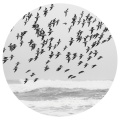 Signalen - Flight