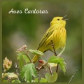 Sonidos De Aves - Aves Cantoras