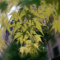 林闻虎吟 - 天命风流