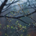 Relájate y relájate、Lluvia del Pacifico、Armonía tranquila - Susurros Relajantes De Lluvia Transmiten Calma