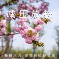 轻松治愈 - 梦中花园 轻柔