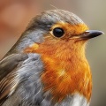 Medictations、Sampling XL、Sonotherapy - Harmonious Retreat to Birds' Sanctuary
