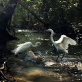 Binaural Creek Sounds: Birds and Nature for Stress Relief