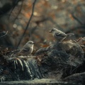 INNER ALCHEMY、Forest Sounds、Dreams and Light - Tranquil Reflections in Every Ripple and Tweet