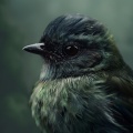 Sleeping Ember、Restful Peace、Zuni - Midnight Sings a Quiet Tune of Rest