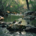 Relaxing Mindfulness Meditation Relaxation Maestro、Natural Perspectives、Autonomous ASMR - Meditative Peace by the Water’s Chant