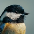 Serenity Relaxation Therapy、Pure Relaxation Serenity、Serenity Music Relaxation - Easy Breaths Follow Nature’s Simple Tune