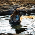 Calm Music - Uplifted