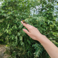 凉焰 - 沏春