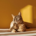 Música Ambiental: Tierra De Sueños Del Gato