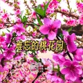 难忘的桃花园